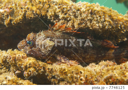 カサゴ-Sebastiscus marmoratus 7746125