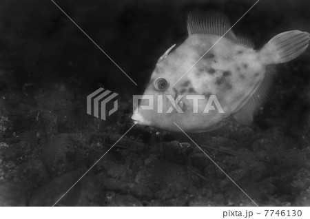 カワハギ-Stephanolepis cirrhifer カワハギ-Stephanolepis cirrhifer 7746130