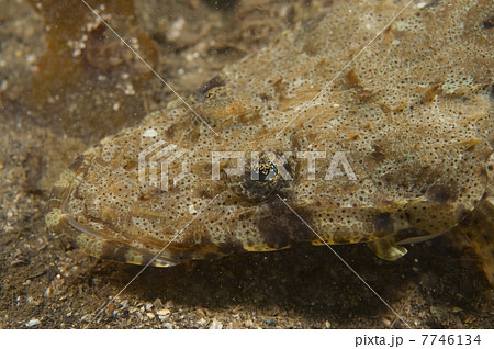 ワニゴチ-Inegocia guttata ワニゴチ-Inegocia guttata 7746134