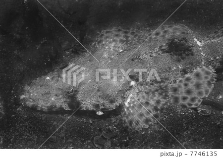 ワニゴチ-Inegocia guttata 7746135