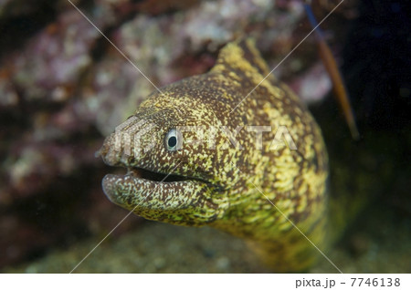 ウツボ-Gymnothorax kidako 7746138