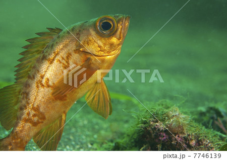 メバル-Sebastes sp. 7746139