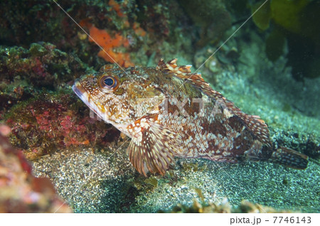 カサゴ-Sebastiscus marmoratus カサゴ-Sebastiscus marmoratus 7746143