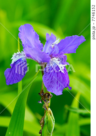 ヒオウギアヤメ-Iris setosa ヒオウギアヤメ-Iris setosa 7746152