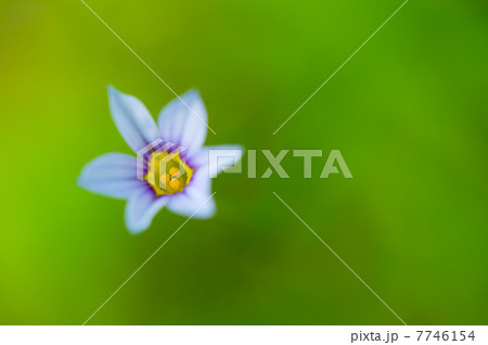 ニワゼキショウ-Sisyrinchium rosulatum 7746154