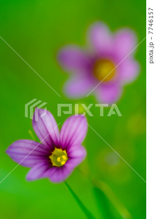 ニワゼキショウ-Sisyrinchium rosulatum 7746157