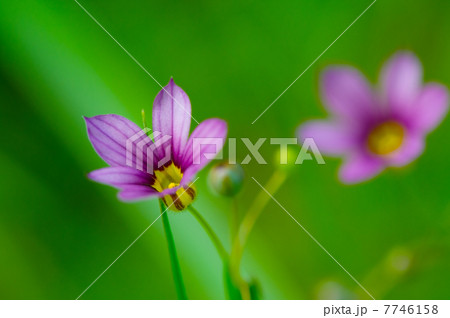 ニワゼキショウ-Sisyrinchium rosulatum 7746158