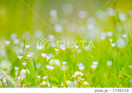 ニワゼキショウ-Sisyrinchium rosulatum 7746159