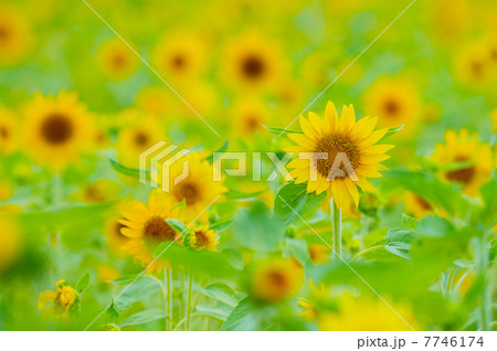 ひまわり-Helianthus annuus 7746174