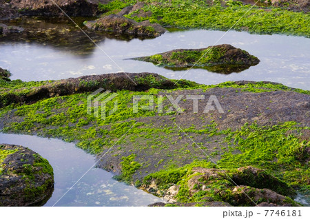 ハバノリ-Petalonia sp. ハバノリ-Petalonia sp. 7746181
