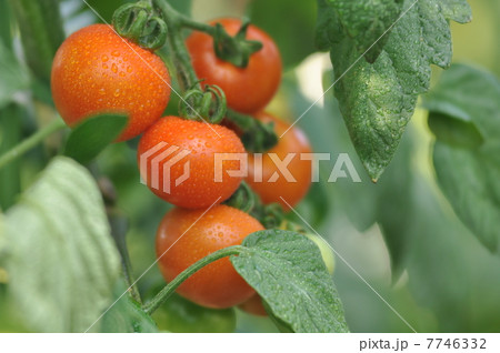 プチトマト 7746332