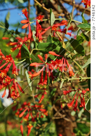 夏の樹花・葉から突き抜けて咲くように見えるツキヌキニンドウの真紅の花・縦位置 7746342