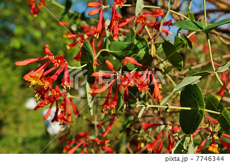 夏の樹花 葉から突き抜けて咲くように見えるツキヌキニンドウの真紅の花 横位置の写真素材