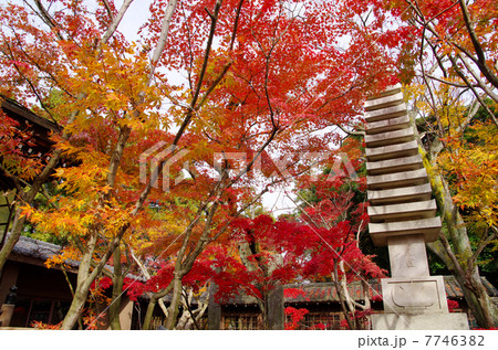 本土寺の紅葉 本土寺の紅葉 7746382