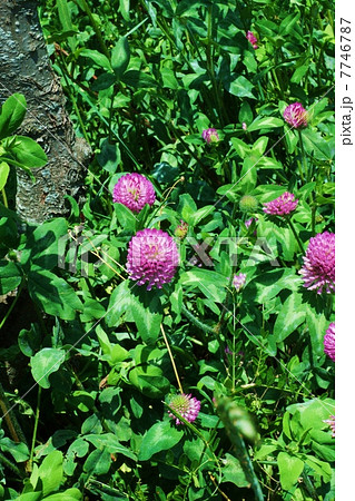 野の花・群れ咲くムラサキツメクサの花・縦位置ややアップ 野の花・群れ咲くムラサキツメクサの花・縦位置ややアップ 7746787