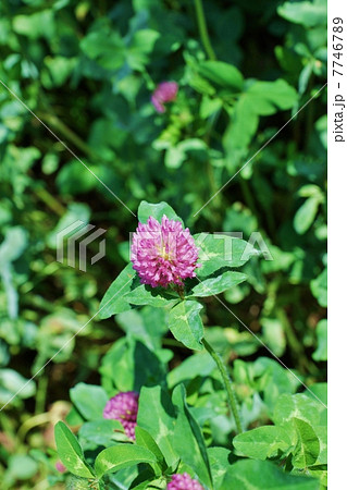 野の花・群れ咲くムラサキツメクサの花・縦位置アップ 7746789