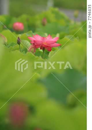 ハス ハス 7746835