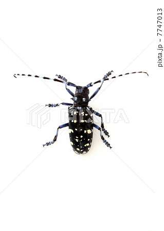 カミキリムシ 7747013
