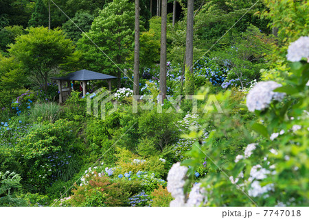 紫陽花の東雲の里 紫陽花の東雲の里 7747018