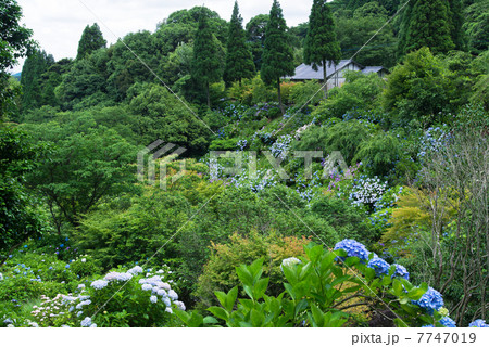 紫陽花の東雲の里 7747019