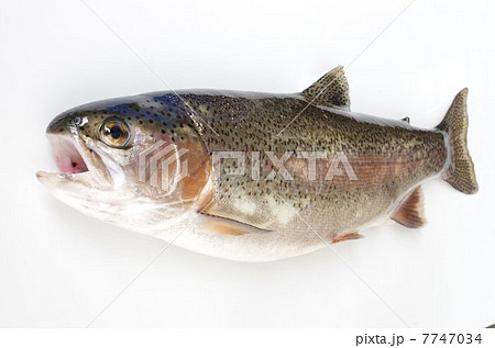 ニジマス(俯瞰) ニジマス(俯瞰) 7747034