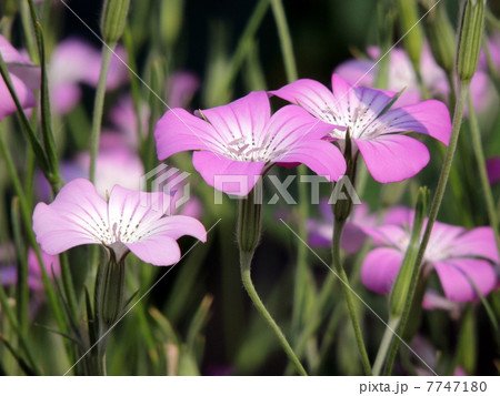 アグロステンマ 7747180