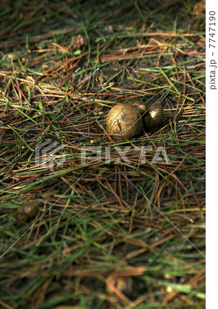 松露 松露 7747190