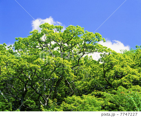 新緑 7747227
