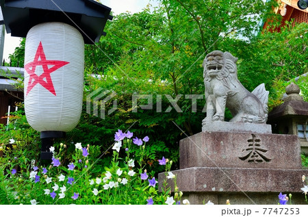 晴明神社 桔梗 晴明神社 桔梗 7747253