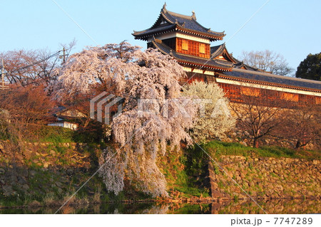 朝日を浴びる大和郡山城の桜 7747289