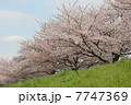 綾瀬川の桜2011年3月 7747369
