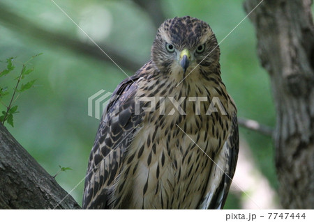 オオタカの幼鳥 オオタカの幼鳥 7747444