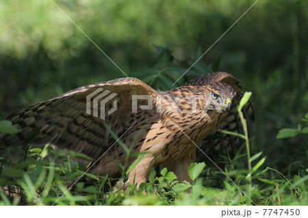 オオタカの幼鳥 オオタカの幼鳥 7747450