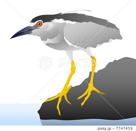 ゴイサギのイラスト ゴイサギのイラスト 7747459