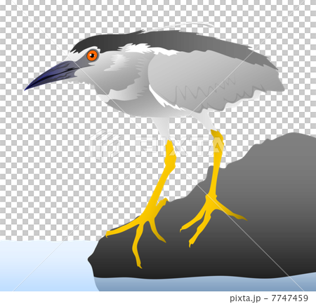 ゴイサギのイラスト ゴイサギのイラスト 7747459