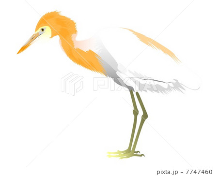 アマサギのイラスト アマサギのイラスト 7747460