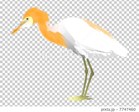 Amazagi的插圖 7747460