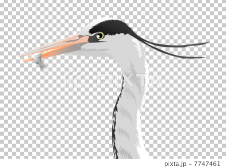 Illustration of a face-up of a heron Illustration of a face-up of a heron 7747461