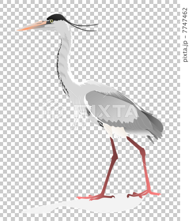 アオサギのイラスト アオサギのイラスト 7747462