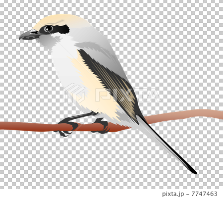 拖把的插圖 7747463