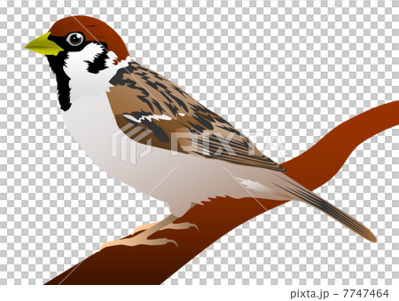 スズメのイラスト 7747464
