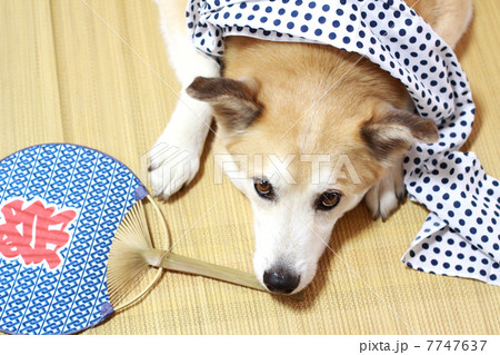 夏にくつろぐ犬 夏にくつろぐ犬 7747637