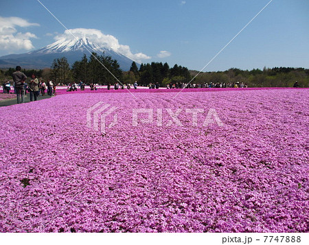 芝桜 7747888