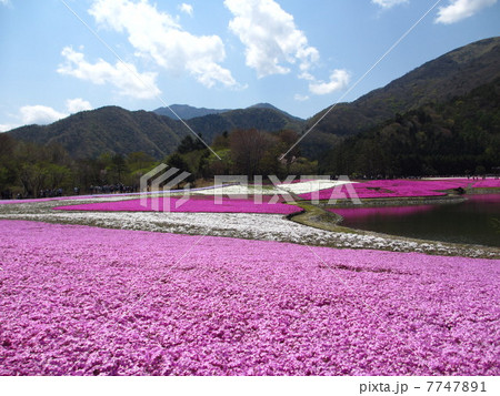 芝桜 7747891