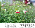 チェリーセージ（ホットリップス） 7747897