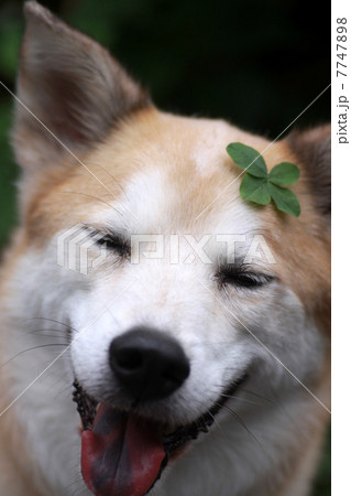 犬と四つ葉のクローバー 7747898