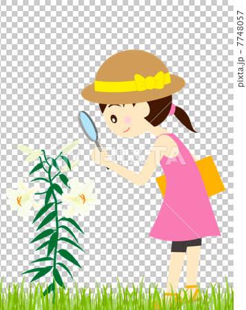 やまゆりの観察 7748057