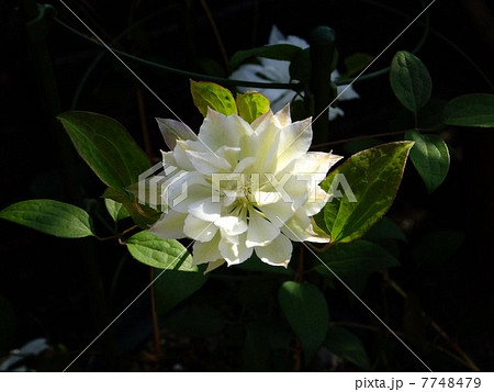 テッセン 7748479