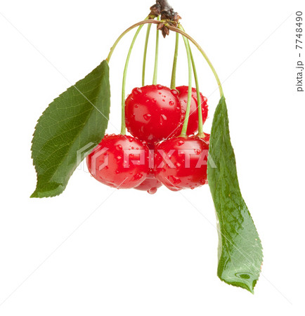 Cherry brunch Cherry brunch 7748490