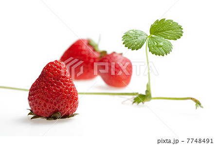 Three strawberries and sprout with runner 7748491